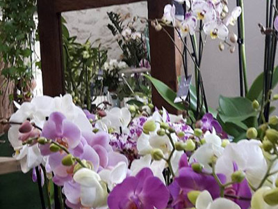 Boutique Aux Bouquets de Jules Orchidées avec miroir